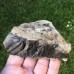 Conocoryphe sulzeri